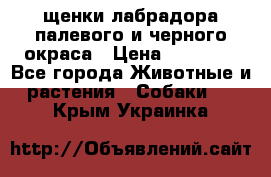 щенки лабрадора палевого и черного окраса › Цена ­ 30 000 - Все города Животные и растения » Собаки   . Крым,Украинка